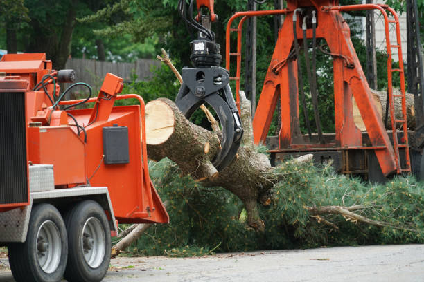 Best Tree Care Services  in Bull Shoals, AR